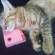 Illustration for article titled Cats Are Very Serious about Video Games